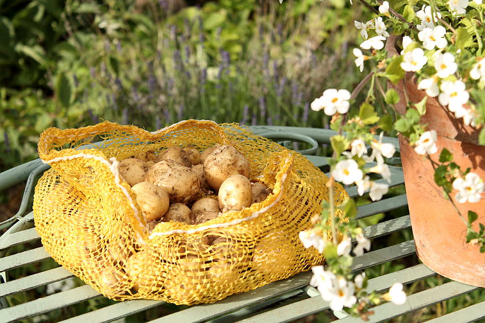 2026 – Maret, Imanta, Brasla